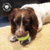 Jouet-chien-chiot-balle-bruit-sonore-mastication-10 Jouet balle sonore en caoutchouc pour la mastication du chien et du chiot