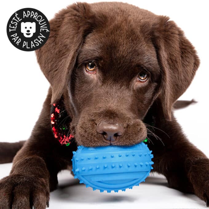 Jouet-chien-chiot-balle-bruit-sonore-mastication-14 Balle sonore qui fait du bruit et qui couine pour chien