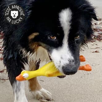 Jouet canard pour chien qui couine