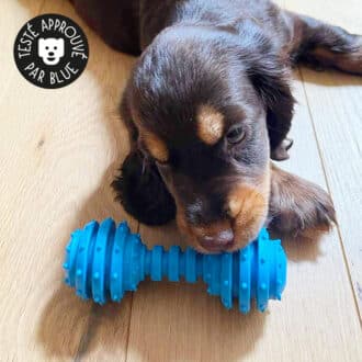 Jouet haltère avec clochette pour chien qui fait du bruit