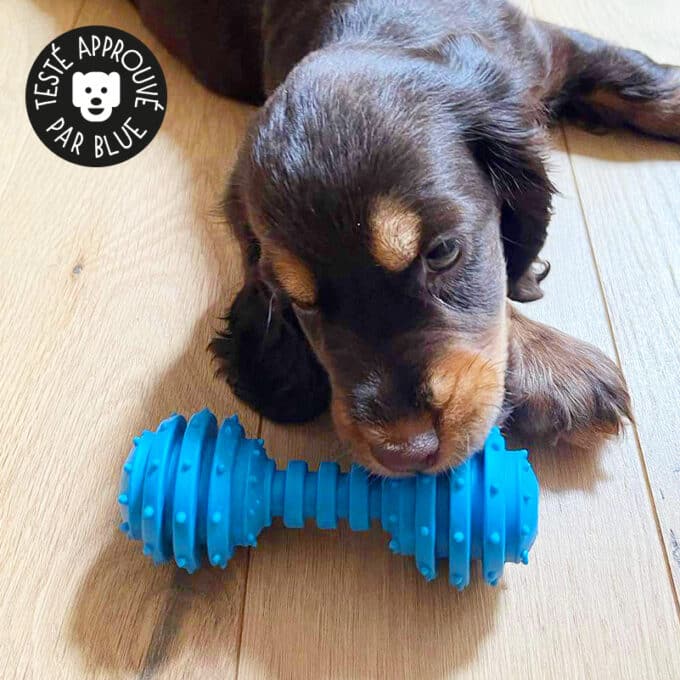 Jouet haltère avec clochette pour chien qui fait du bruit