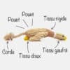 Peluche-jouet-bruit-sonore-corde-chien-chiot-3 Canard en tissu et corde qui couine pour chien