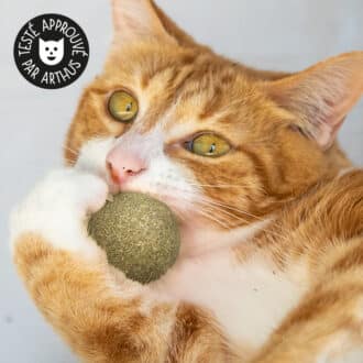 Balle ou boule d'herbe à chat cataire avec plumes