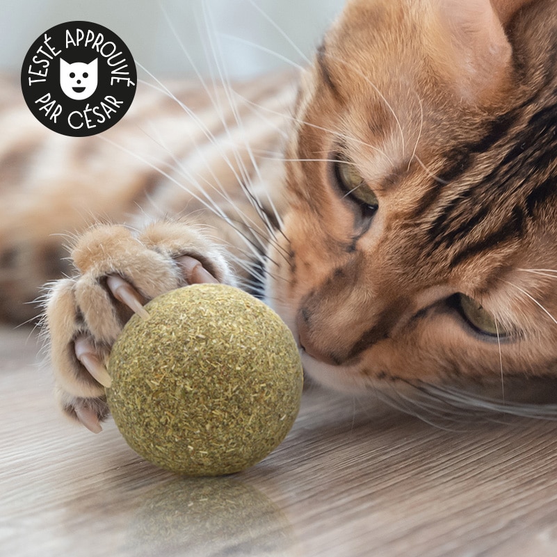 Balle de cataire pour chat - Boule herbe à chat - Catedogshop