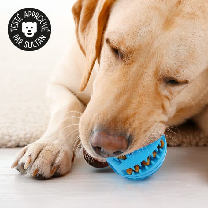 Balle dentaire distributrice de croquettes et de friandises pour chien