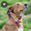 Foulard bandana pour chien
