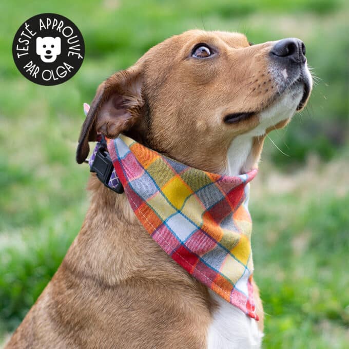 Foulard bandana pour chien
