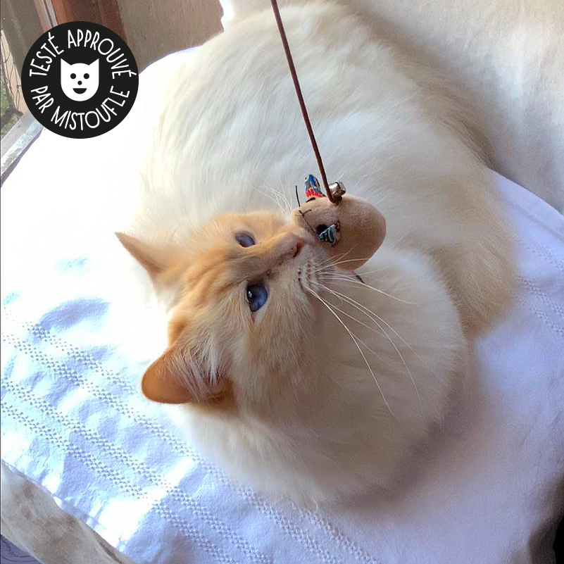 Pointeur laser pour chat - Jouet interactif - Catedogshop