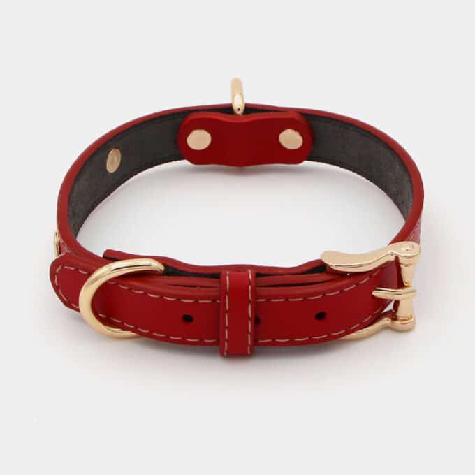 collier-cuir-dore-chien-rouge collier en cuir métal doré pour le chien et le chiot