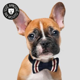 Collier noeud papillon pour chien
