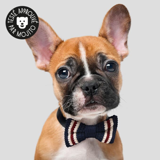 Collier noeud papillon pour chien