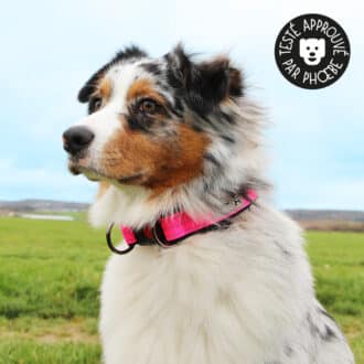 collier sport fluo réfléchissant en nylon avec clip pour chien et chiot