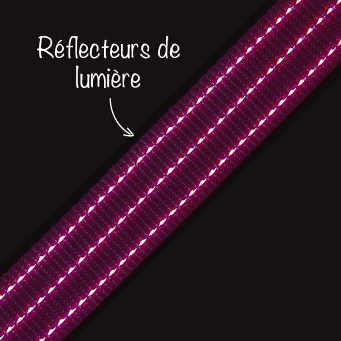 Collier fluo chien lumineux la nuit