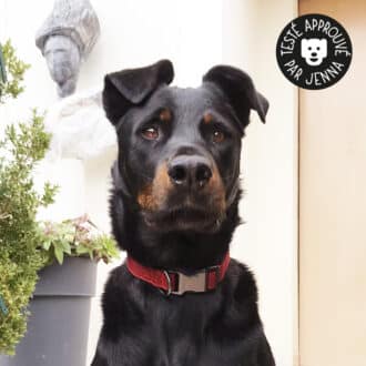 collier élégant rouge chiné doublé avec clip pour chien et chiot