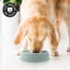gamelle-anti-glouton-chien-meilleure Meilleure gamelle anti-glouton chien
