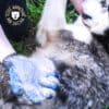 gant-brosse-chat-chien-4 Gant de brossage pour chat et chien