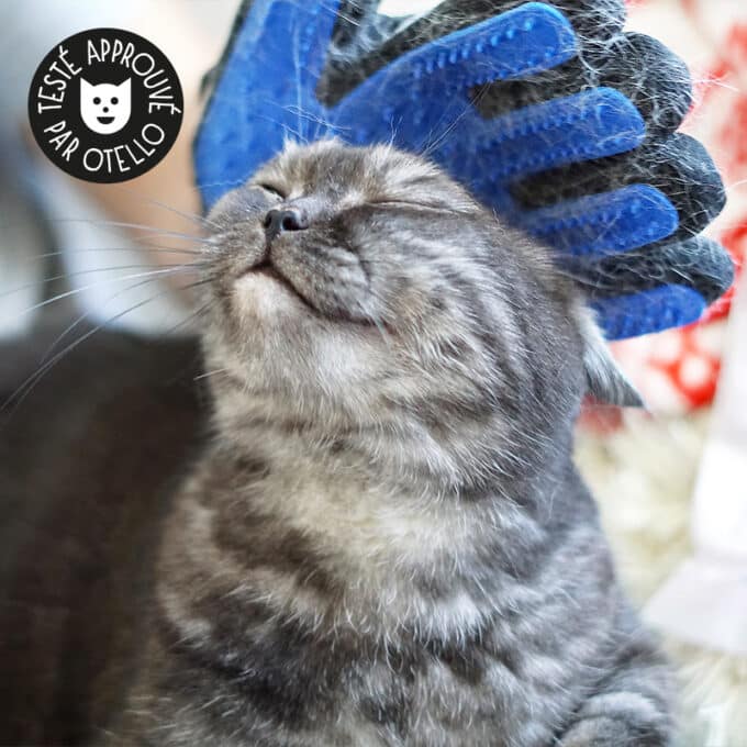 gant-brosse-chat-chien Gant de brossage pour chat et chien