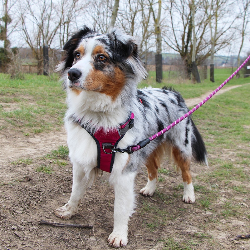 HARNAIS DE TRACTION POUR CHIEN SPORTIF