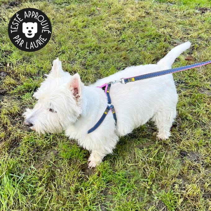 Harnais baudrier pour chien avec problèmes respiratoires comme un collapsus