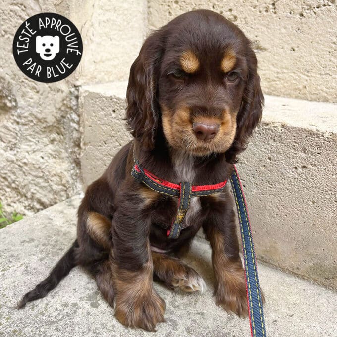 Harnais baudrier pour chien ou harnais en H