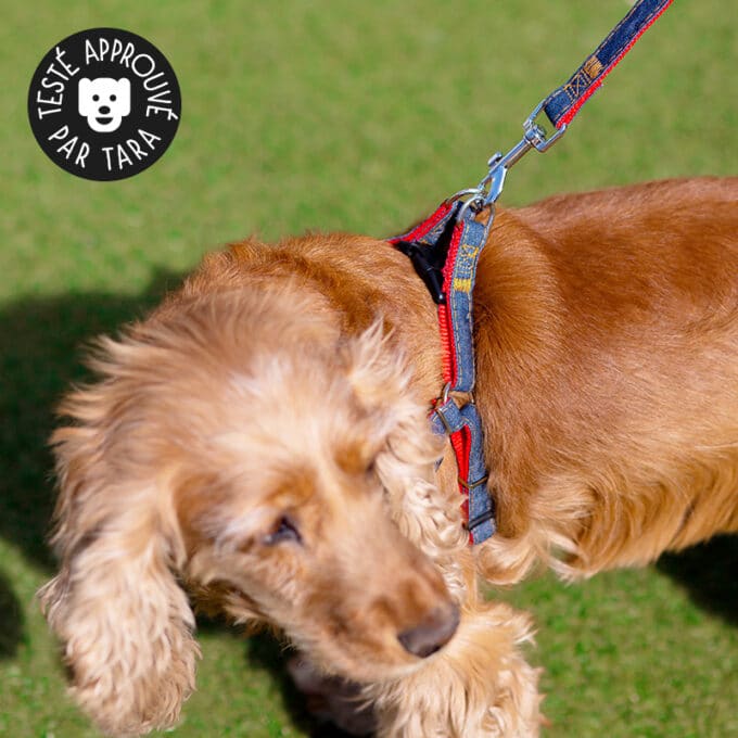 Harnais baudrier pour chien