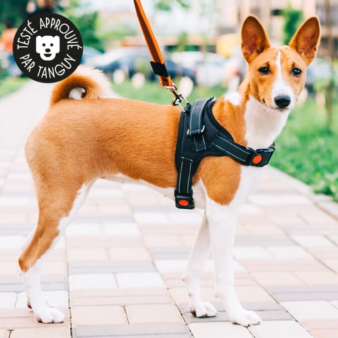 harnais-en-t-chien-chiot-education-canine-29 Harnais en T pour chien