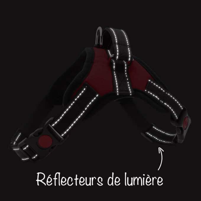 harnais-en-t-chien-reflecteur-lumiere Harnais chien en T lumineux la nuit