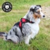 harnais-leger-poigne-chien-chiot-education-canine-22 Harnais léger pour chien avec poignée