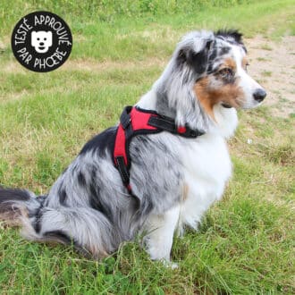 Harnais léger pour chien avec poignée