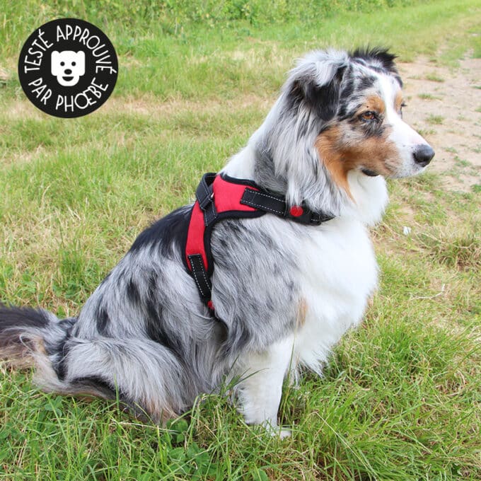 harnais-leger-poigne-chien-chiot-education-canine-22 Harnais léger pour chien avec poignée