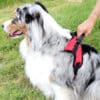 harnais-leger-poigne-chien-chiot-education-canine-24 Harnais léger pour chien avec poignée
