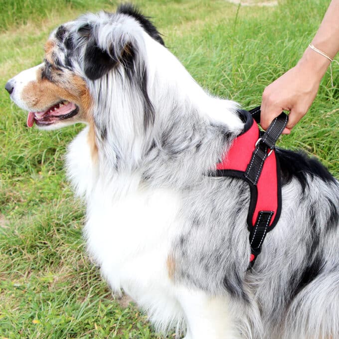 harnais-leger-poigne-chien-chiot-education-canine-24 Harnais léger pour chien avec poignée