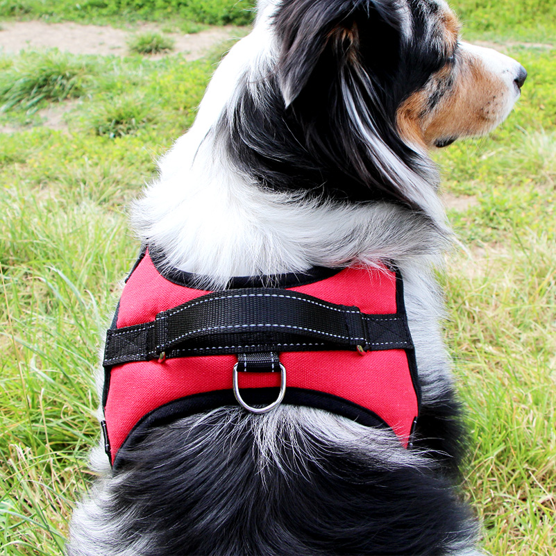 Harnais Petit Chien : Taille Par Race - Chien et Chiot