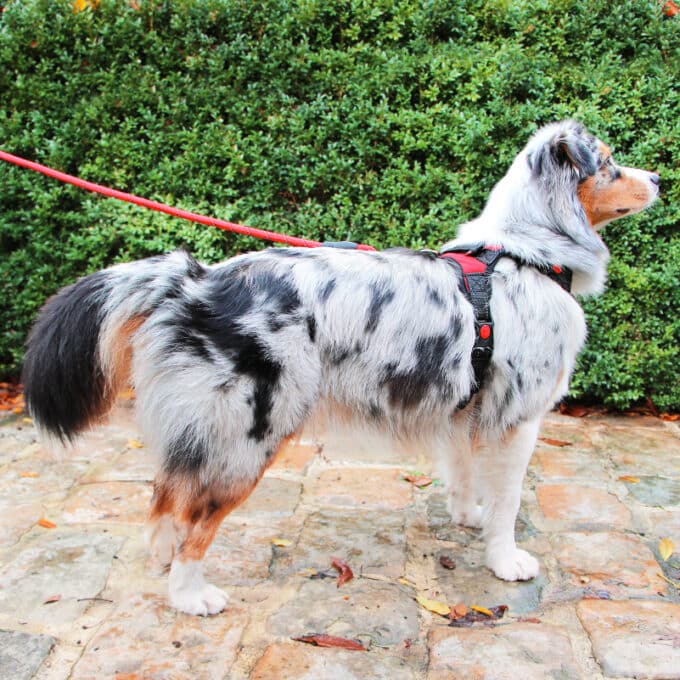 harnais-leger-poigne-chien-chiot-education-canine-26 Harnais léger pour chien avec poignée