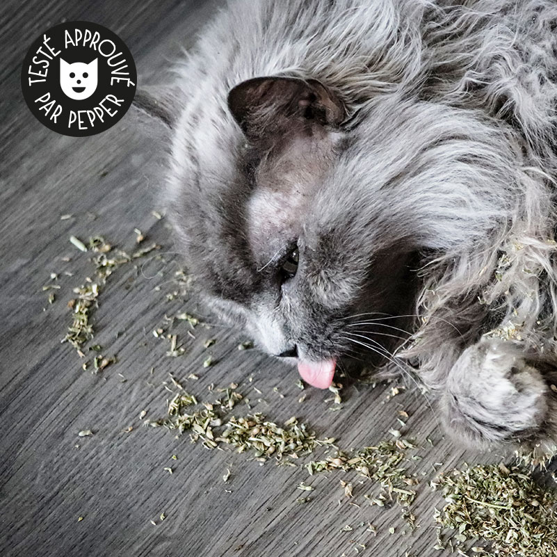 Souris à l'herbe à chat - jouet en cataire - Catedogshop