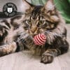 jouet-balle-cisale-corde-bruit-chat-chaton-3 jouet balle en sisal corde qui émet un bruit pour le chat ou le chaton