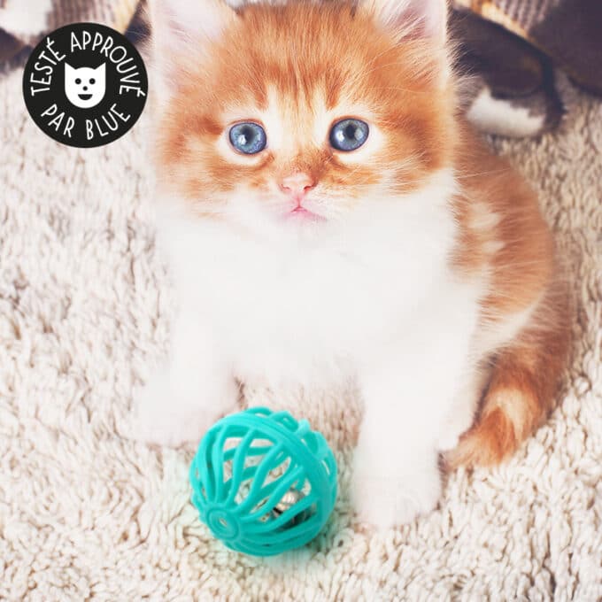 jouet-balle-plastique-clochette-grelot-chat jouet balle en plastique avec clochette grelot pour le chat ou le chaton