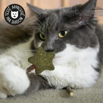 jouet herbe à chat bâton de cataire et matatabi