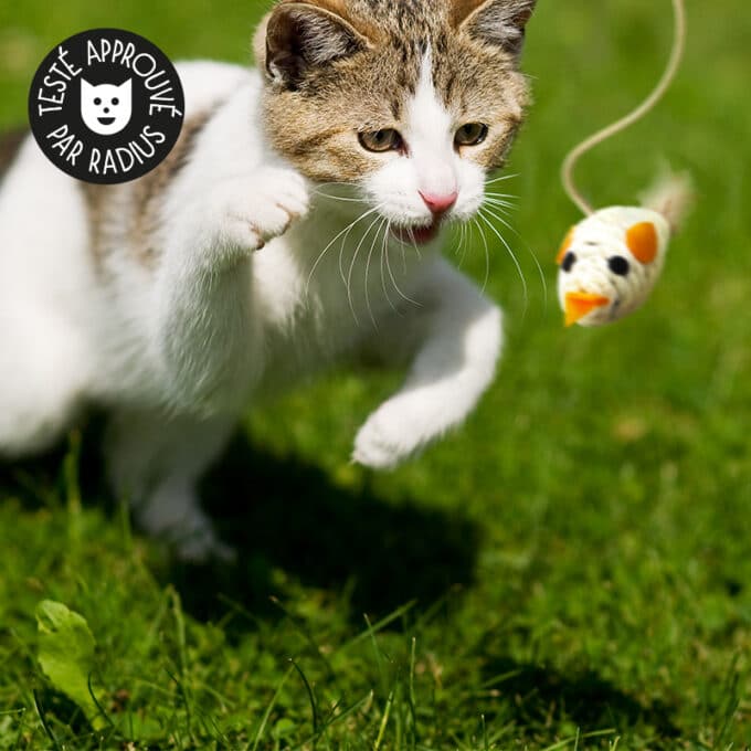 jouet-canne-peche-bois-plume-oiseau-chat-chaton-7 Jouet canne à pêche en bois avec plumes et oiseau pour le chat ou le chaton