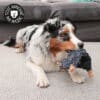 jouet-chien-chiot-peluche-sonore-bruit-ours-8 Jouet peluche ours sonore pour le chien et le chiot