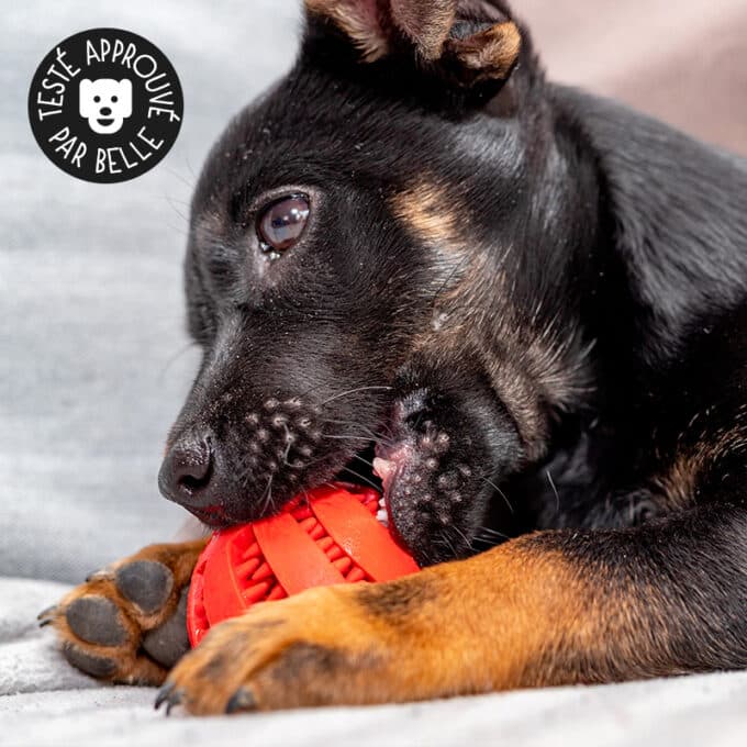 Balle à friandise pour chien dentaire