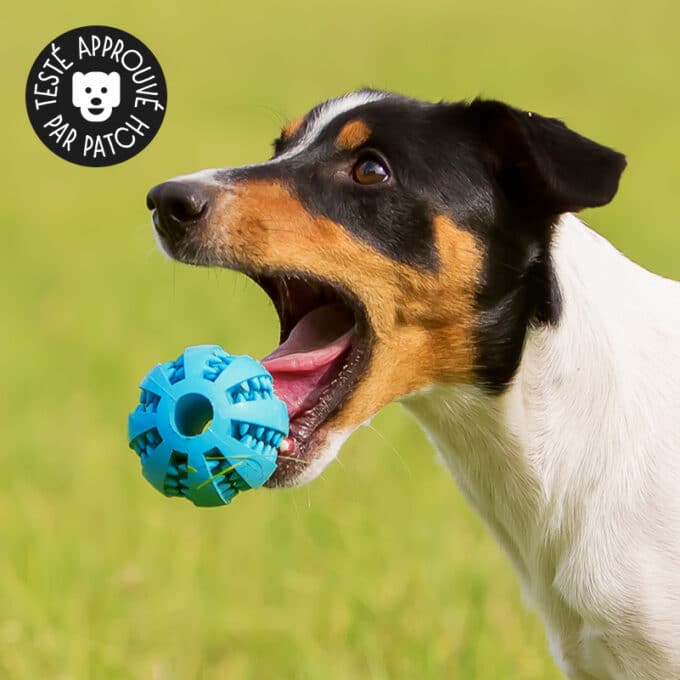 Balle à friandise pour chien dentaire