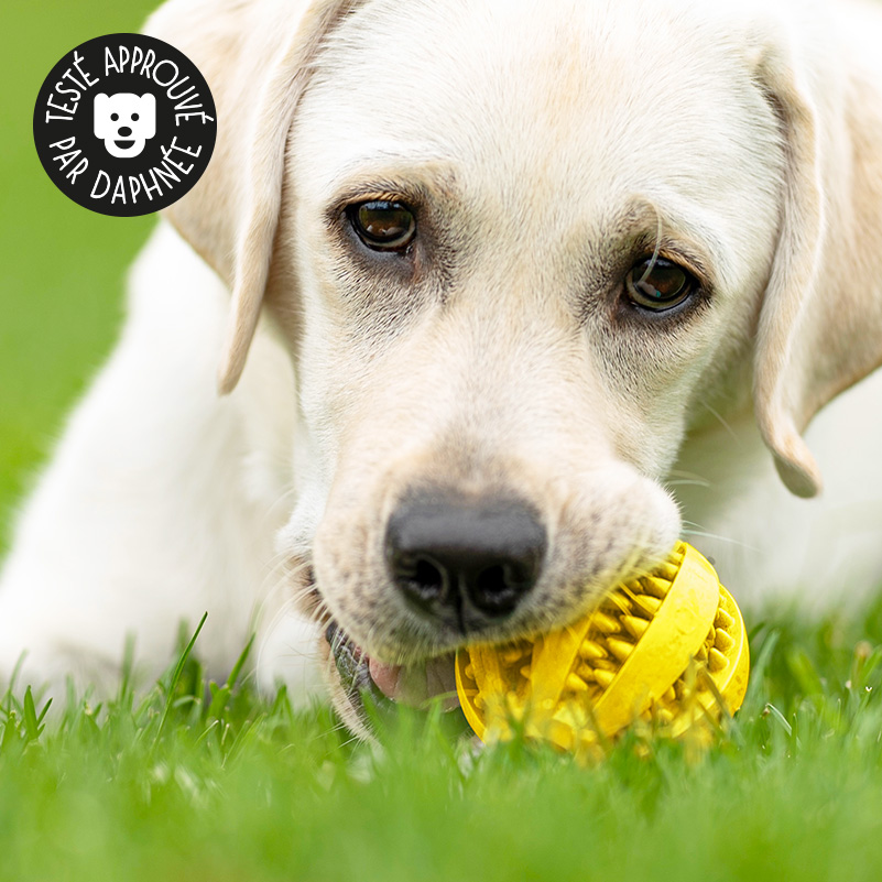 1 Jouet Chien Balles, Chien Balle À Mâcher en Caoutchouc Nettoyer Les Dents  Non Toxique Résistant