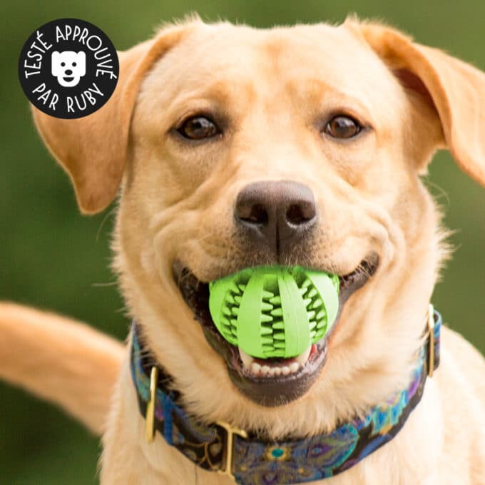 Balle à friandise pour chien dentaire