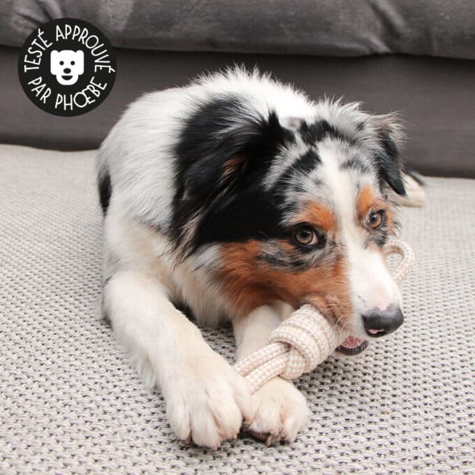 Jouet en corde pour chien avec nœuds à mâcher