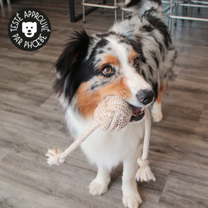 Jouet en corde pour chien avec nœuds à mâcher
