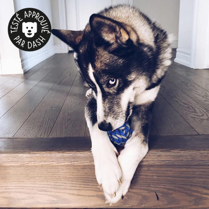 Jouet balle en corde pour chien avec nœuds à mâcher