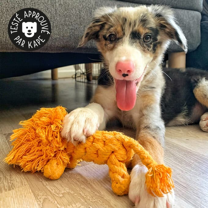 Jouet en corde pour chien à mastiquer
