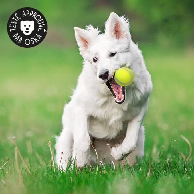 jouet-jeu-lance-balle-chien-attrape Jouet lance balle de tennis catapulte pour le chien