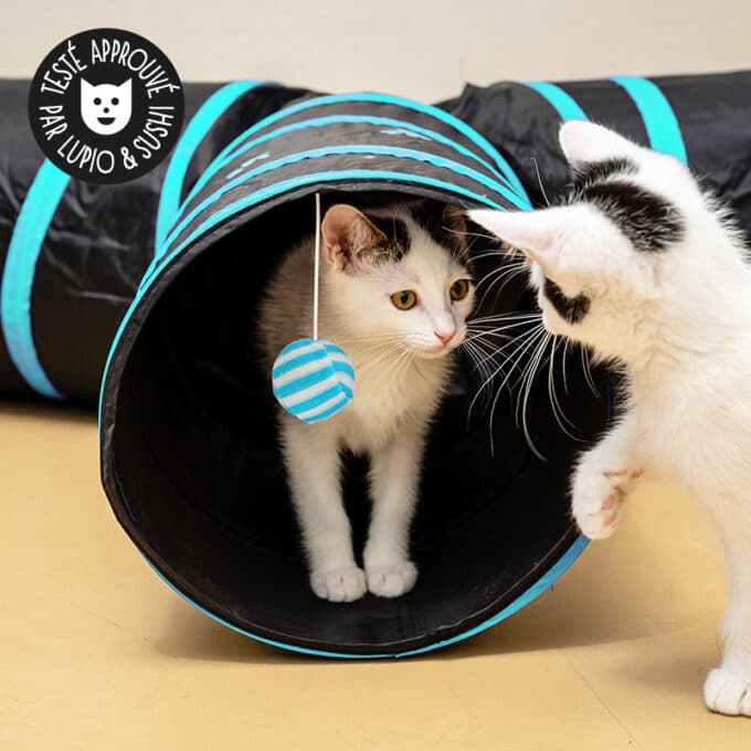 jouet-jeu-tunnel-balle-chat-chaton-5 Jouet tunnel pour chat